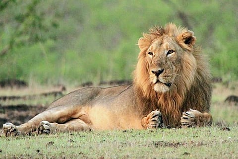 lion