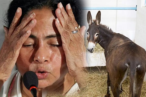 mamata