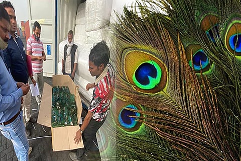 peacock