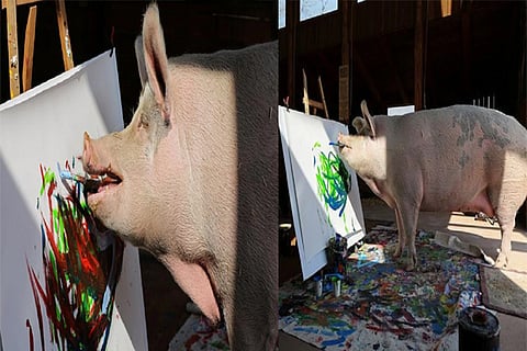 pig