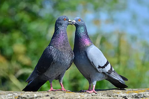 pigeon
