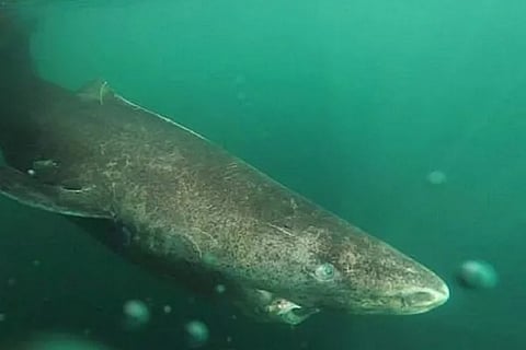 shark