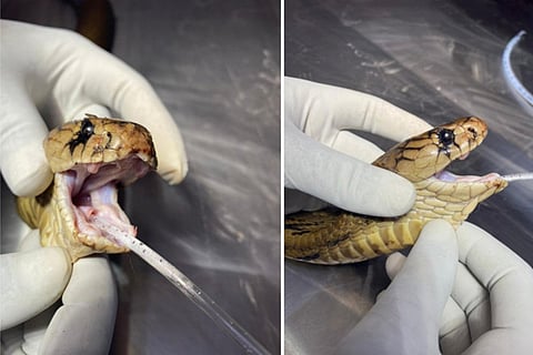 snake