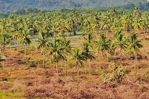 threngu new
