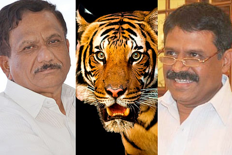 tiger
