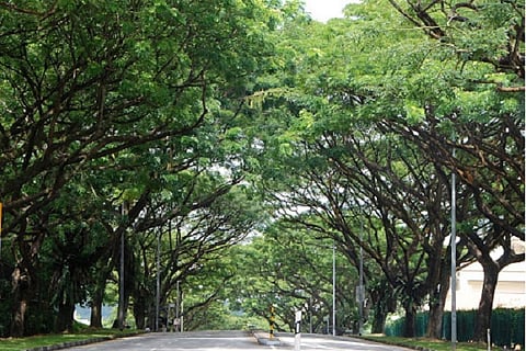 trees