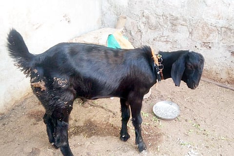 04042021 Hutti Sheep-goat Lung disease