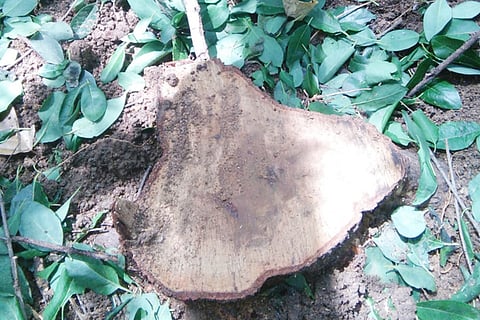 21TMK_Sriganda