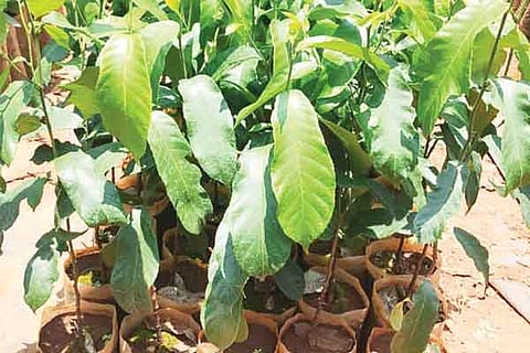 25sirsi1