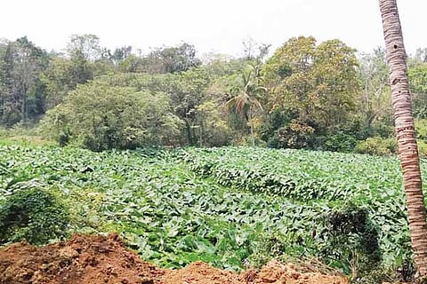 29sirsi1