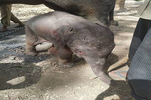 3 smg 7 baby elephant (2)