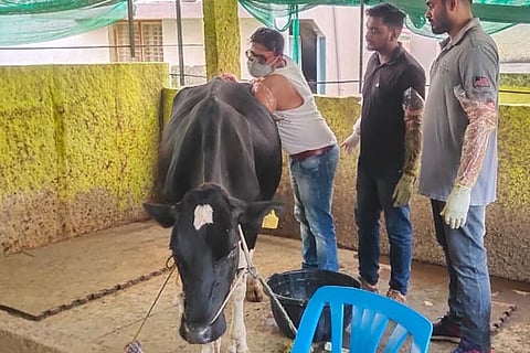 Cow Operation