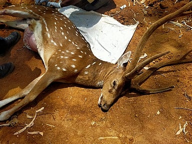 Deer