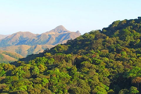 Forest 1