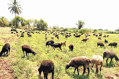 Huvinahadagali Tomato Field