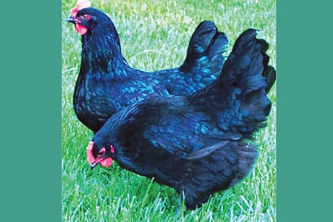 Kadak