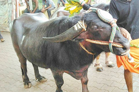 Kambala kati