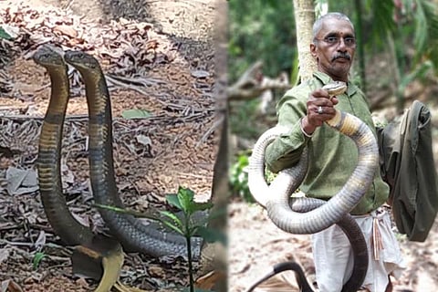 King Cobra 1