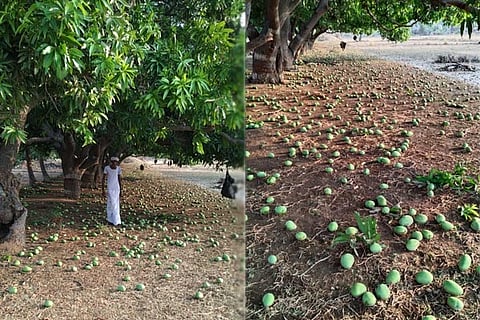 Mango
