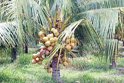 Manollasa