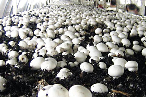Mushroom