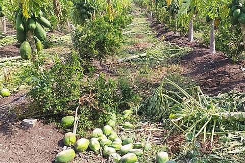 Rain Pappai Crop Damage