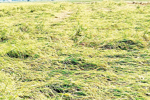 Siddapura paddy Damaga Rain