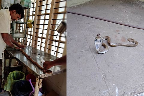 Snake