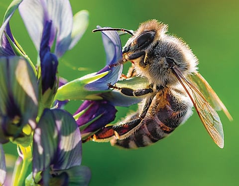 The-Basic-Anatomy-of-the-Honeybee
