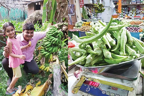 Vegetables krushika