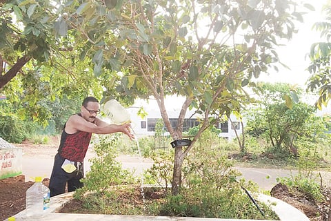 Watering the plant