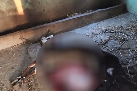 cow Witchcraft nelamnagal