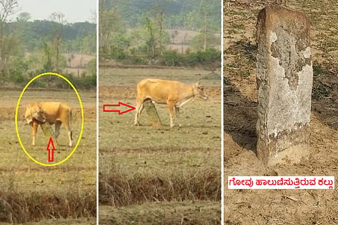 cow milk