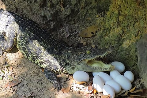 crocodile