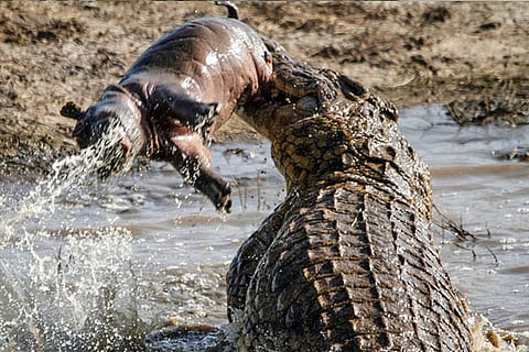 crocodile