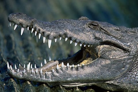 crocodile