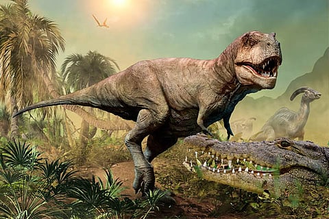 crocodile