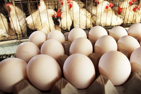 egg