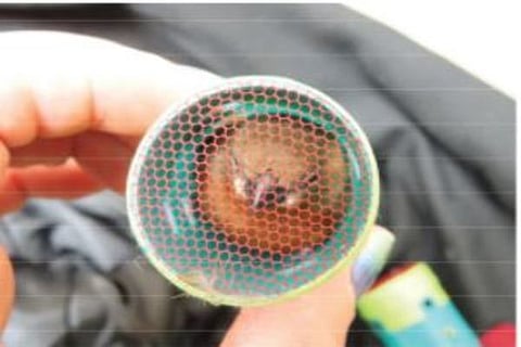 finches