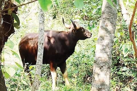 kadukona