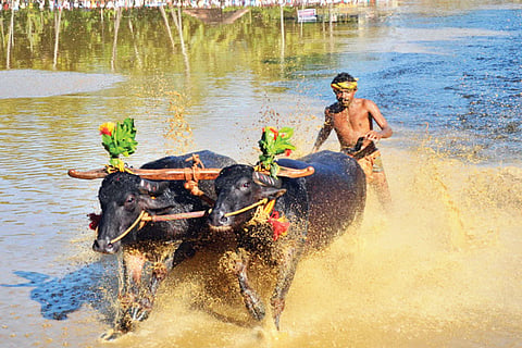 kambala new