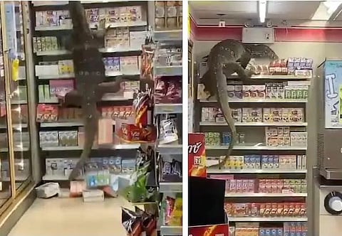 lizard