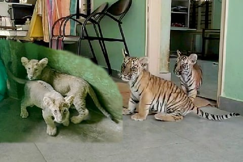 loin tiger cub