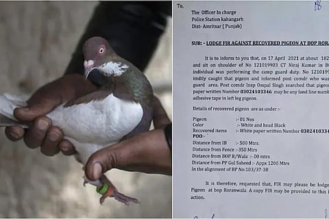 pegion