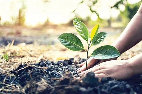 plant