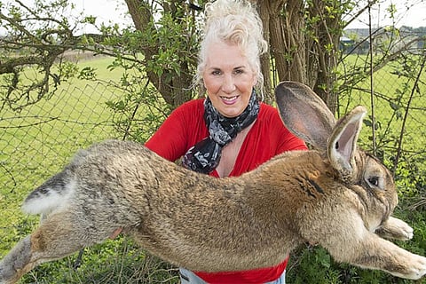 rabit