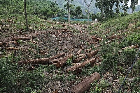 trees