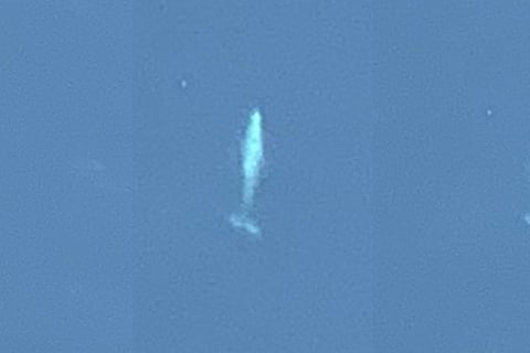 whales
