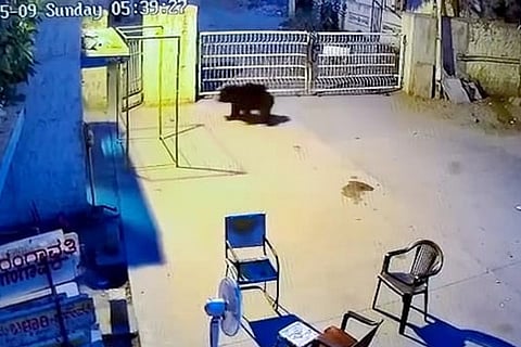 09052021 Gangavati bear attack