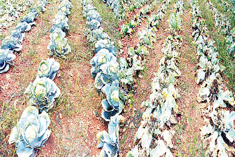 10052021 Kampli Lockdown crop loss